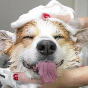 Be:Loved | Hondenshampoo