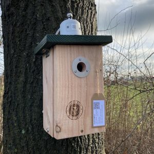 CaptureWILD - Pimpelmees